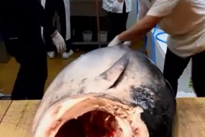 韩国人处理鱼肉真详尽不仅用尺子量连骨头上的肉丝都不放过 韩国人处理鱼肉真详尽不仅用尺子量连骨头上的肉丝都不放过