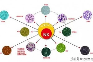 2020肿瘤新进展NK免疫细胞疗法将成为未来癌症医治主力军!