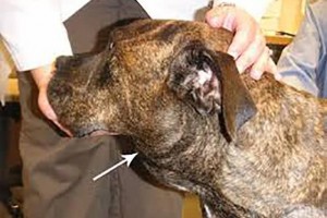 狗狗这些当地呈现肿块或是淋巴瘤假如不及时医治严峻可致死 狗狗这些当地呈现肿块或是淋巴瘤假如不及时医治严峻可致死
