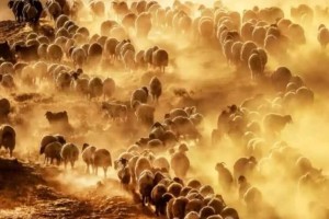 国家羊肉地舆 国家羊肉地舆