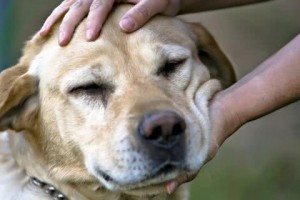 晚年犬有痛说不出了解狗狗晚年的常见疾病帮它们安度美好晚年 晚年犬有痛说不出了解狗狗晚年的常见疾病帮它们安度美好晚年