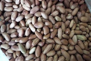 花生要高产怎么挑选好种子这3个办法你知道吗