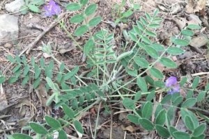 路旁一种野草因个头低矮常被除去殊不知价值宝贵