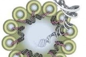 新研讨提醒VDAC蛋白寡聚体促进线粒体DNA开释和本身免疫反响