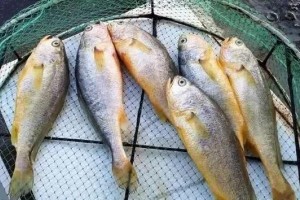 做鱼时去腥加酒加醋是大错特错这才是最好吃做法上桌就扫光 做鱼时去腥加酒加醋是大错特错这才是最好吃做法上桌就扫光