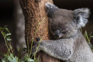 较真澳洲大火让全国堕入焚烧让考拉灭绝这些都不是真的 较真澳洲大火让全国堕入焚烧让考拉灭绝这些都不是真的