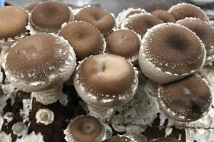 商场买了根菌棒没几天长出新鲜蘑菇营养价值高口感又好
