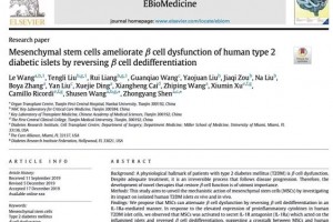 糖尿病有望被治好干细胞医治2型糖尿病胰岛功用衰竭新机制 糖尿病有望被治好干细胞医治2型糖尿病胰岛功用衰竭新机制
