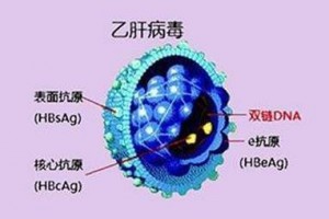 乙肝病毒感染后把握抗病毒机遇削减和避免肝功能失代偿 乙肝病毒感染后把握抗病毒机遇削减和避免肝功能失代偿