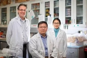 HMG氨基糖甙类抗生素或有望医治人类痴呆症 HMG氨基糖甙类抗生素或有望医治人类痴呆症