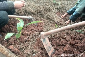 人称地滚牛根是稀罕货晒30天才是极品腌制更是一绝
