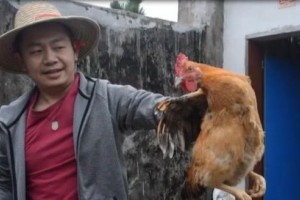 我教大家用电饭锅做山茶油蒸土鸡白叟小孩都爱吃特别简单上手 我教大家用电饭锅做山茶油蒸土鸡白叟小孩都爱吃特别简单上手