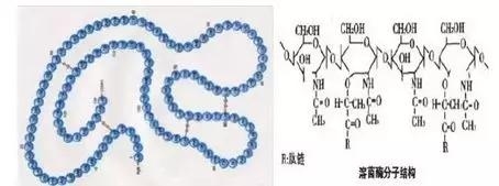 溶菌酶的抗冠状病毒作用—从理论到临床实践的有效证明