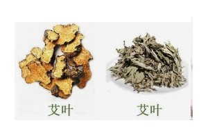 消毒避瘟艾叶苍术来帮助 消毒避瘟艾叶苍术来帮助