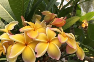 花谢花会开春去春会来 花谢花会开春去春会来