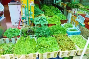 春食野菜赛灵药文山人最喜欢的8种野菜养分鲜美不吃太惋惜 春食野菜赛灵药文山人最喜欢的8种野菜养分鲜美不吃太惋惜