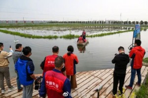 湖北潜江龙虾开捕你预备好了吗 湖北潜江龙虾开捕你预备好了吗