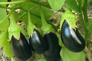 素炒茄子别放盐只需20克料出锅比肉好吃连菜带汤一滴不剩