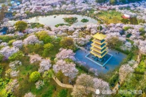 热干面苏醒了各地美食发来贺电咱们在春天等你