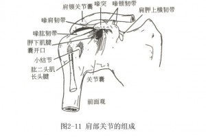 全身关节活动练习真人演示 全身关节活动练习真人演示