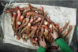 文山百味乡村老大妈卖的草果芽养分甘旨知道能吃的人并不多 文山百味乡村老大妈卖的草果芽养分甘旨知道能吃的人并不多