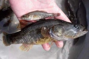 东北这种鱼尽管长相不雅观但为啥现在能走红 东北这种鱼尽管长相不雅观但为啥现在能走红