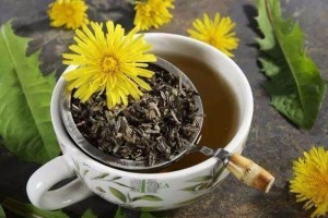 蒲公英泡水能看病医师苦劝这2类人喝了只会坑了自己 蒲公英泡水能看病医师苦劝这2类人喝了只会坑了自己