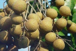 女人不想变老多吃四种食物促进睡觉滋阴养肾早吃早好 女人不想变老多吃四种食物促进睡觉滋阴养肾早吃早好