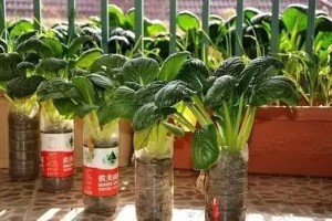 超级完全的阳台种菜办法赶忙学起来 超级完全的阳台种菜办法赶忙学起来