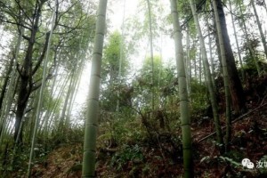 再不挖笋就长成竹子啦 再不挖笋就长成竹子啦