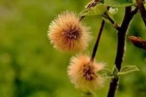花粉柳絮小虫关于春天的冷常识了解一下 花粉柳絮小虫关于春天的冷常识了解一下
