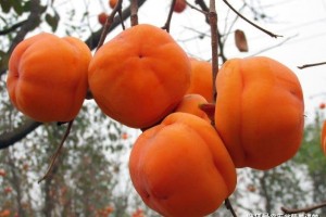 螃蟹和柿子不行同食柿子背锅400年营养师驳斥谣言能够彻底定心吃
