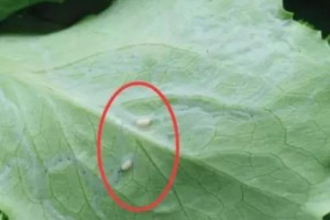 提示我们;3种蔬菜浑身堆满寄生虫不会吃别去碰 提示我们;3种蔬菜浑身堆满寄生虫不会吃别去碰