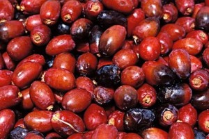 爱美女人坚持吃3种食物补血养颜推迟衰老早吃早健康 爱美女人坚持吃3种食物补血养颜推迟衰老早吃早健康